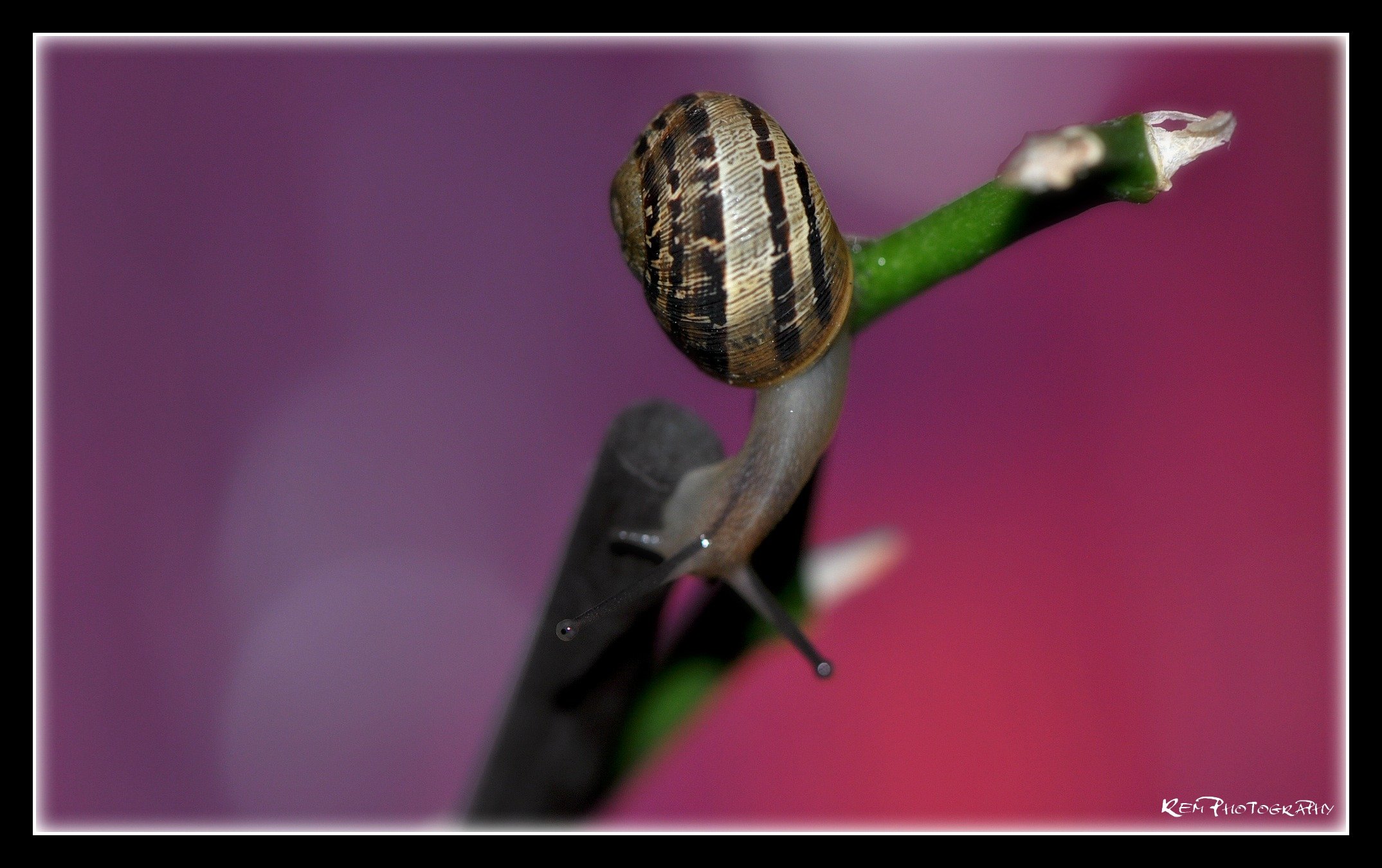 Wallpapers Animals Snails - Slugs 