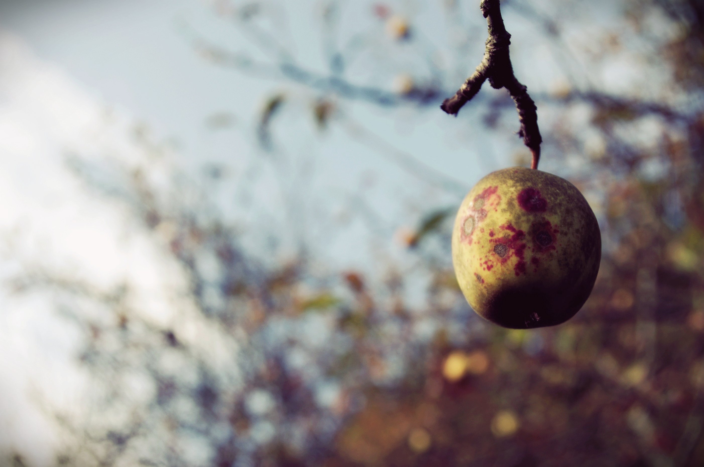 Wallpapers Nature Fruits 