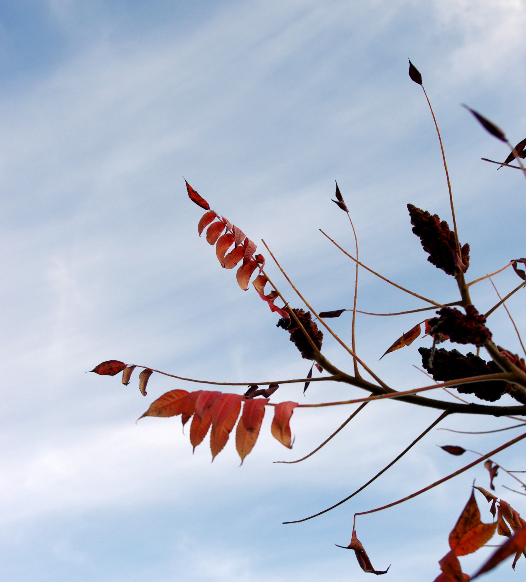 Fonds d'cran Nature Feuilles - Feuillages 