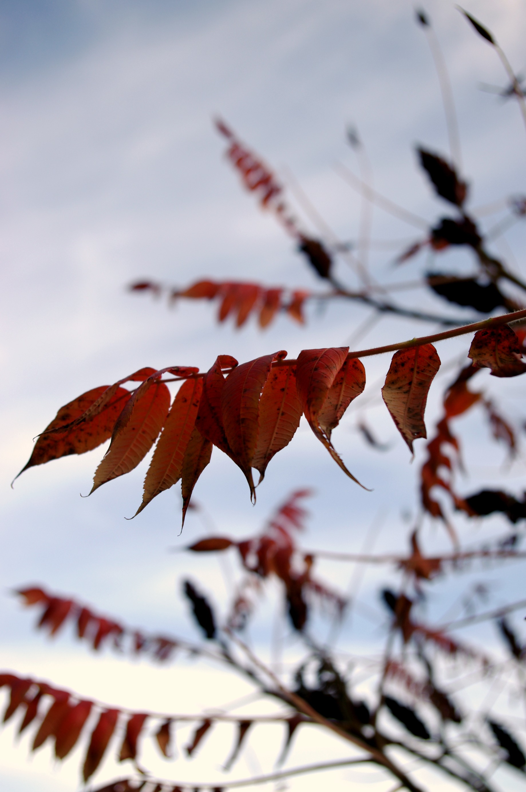 Fonds d'cran Nature Feuilles - Feuillages 