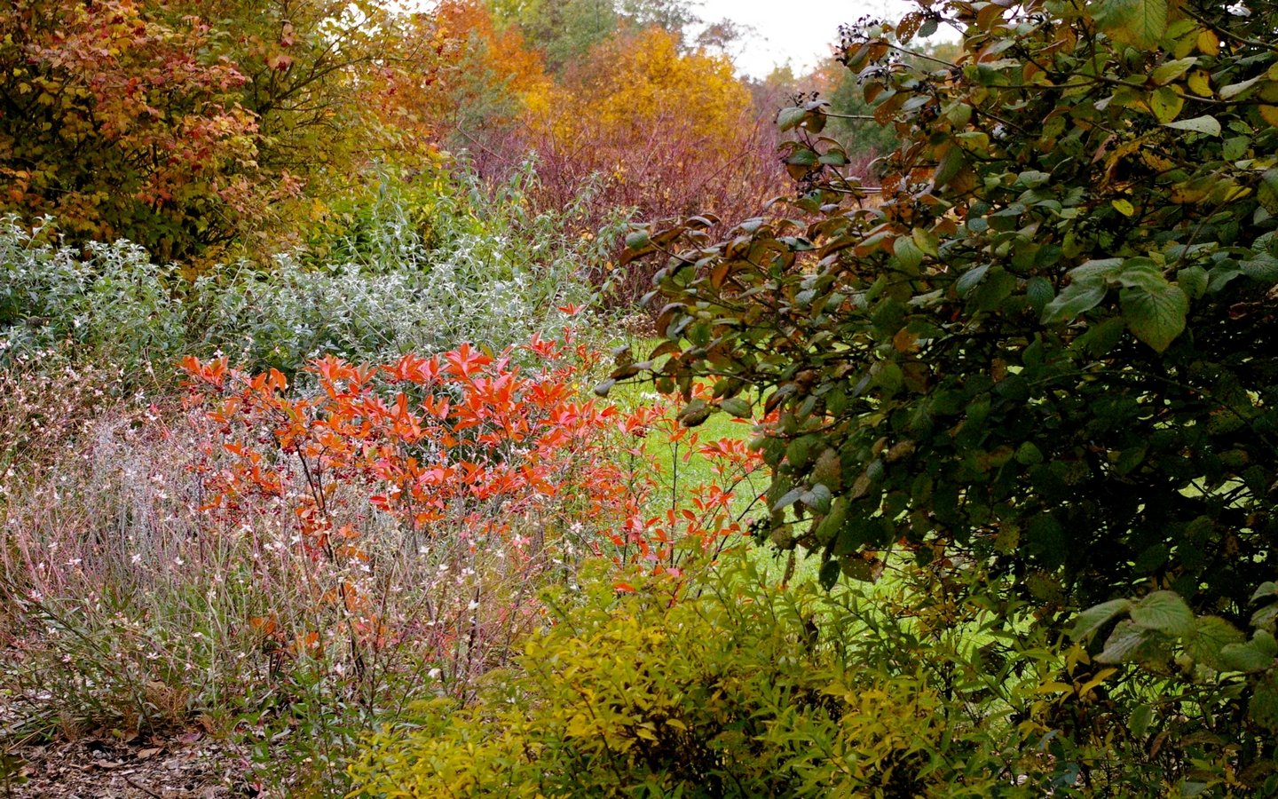 Wallpapers Nature Seasons - Fall colors like a rainbow