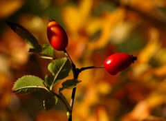 Fonds d'cran Nature couleurs d'automne