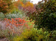 Fonds d'cran Nature colors like a rainbow