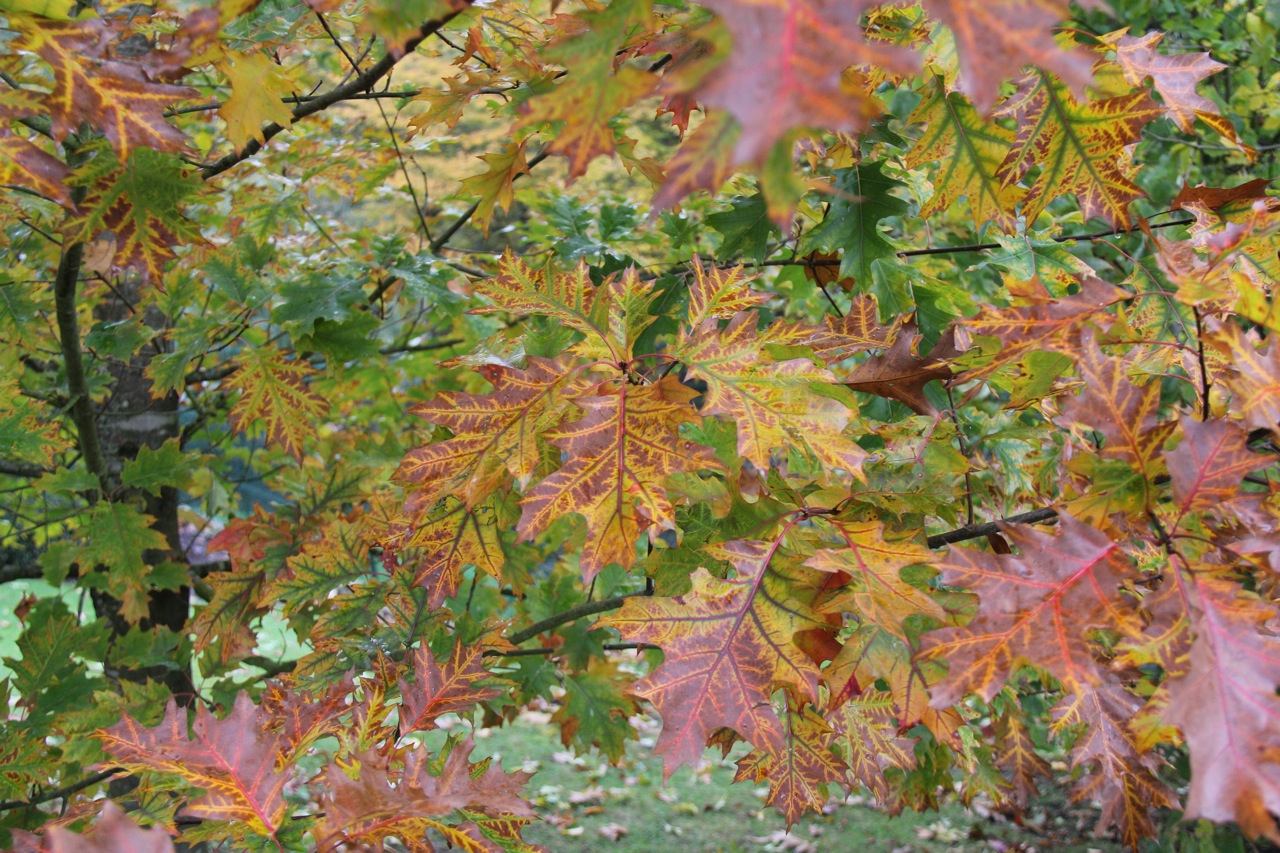 Fonds d'cran Nature Saisons - Automne Du vert au jaune