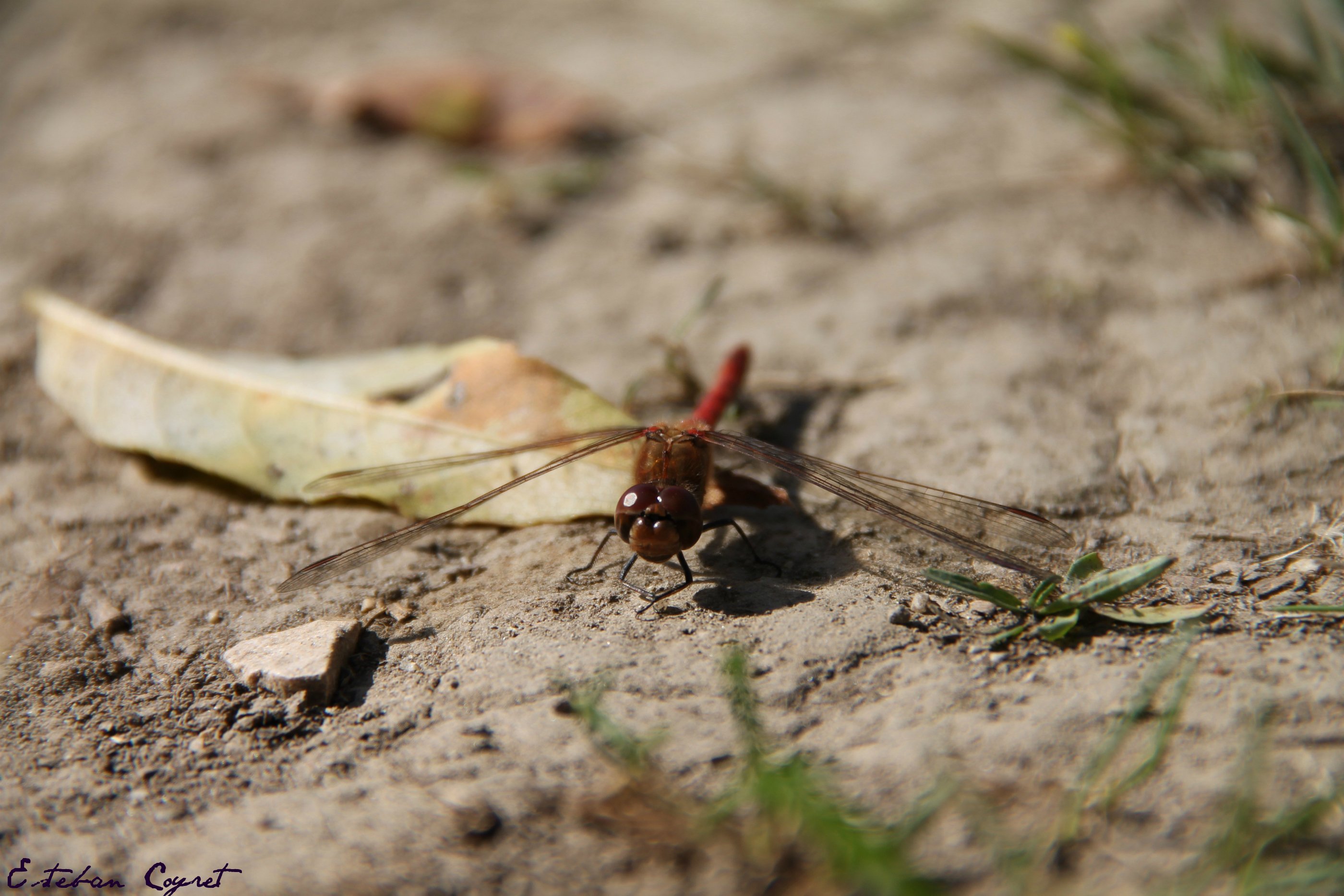 Fonds d'cran Animaux Insectes - Libellules 