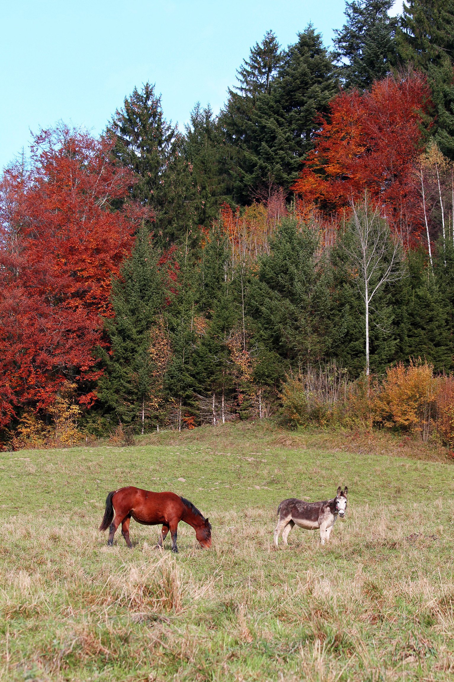 Wallpapers Animals Horses 