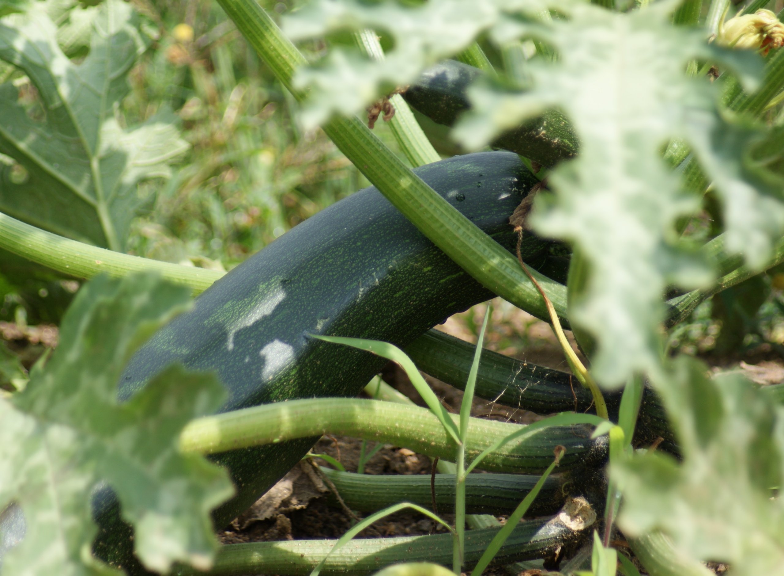 Fonds d'cran Nature Lgumes 