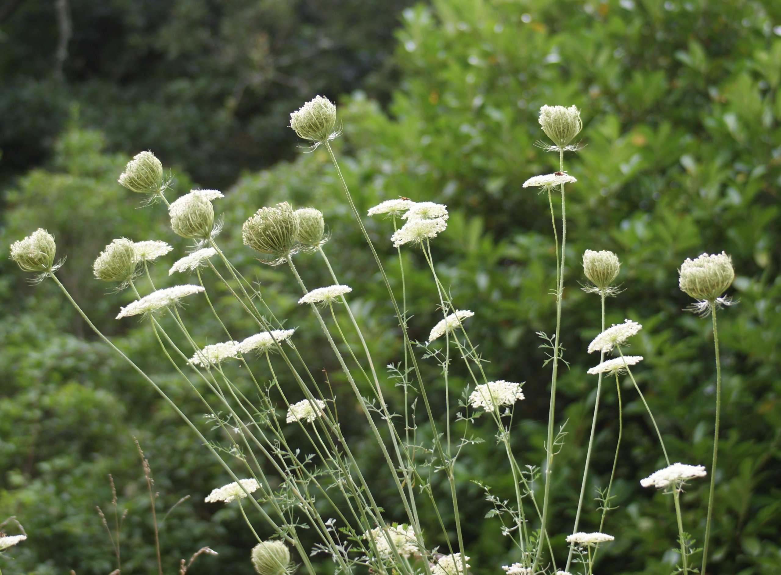 Wallpapers Nature Flowers 