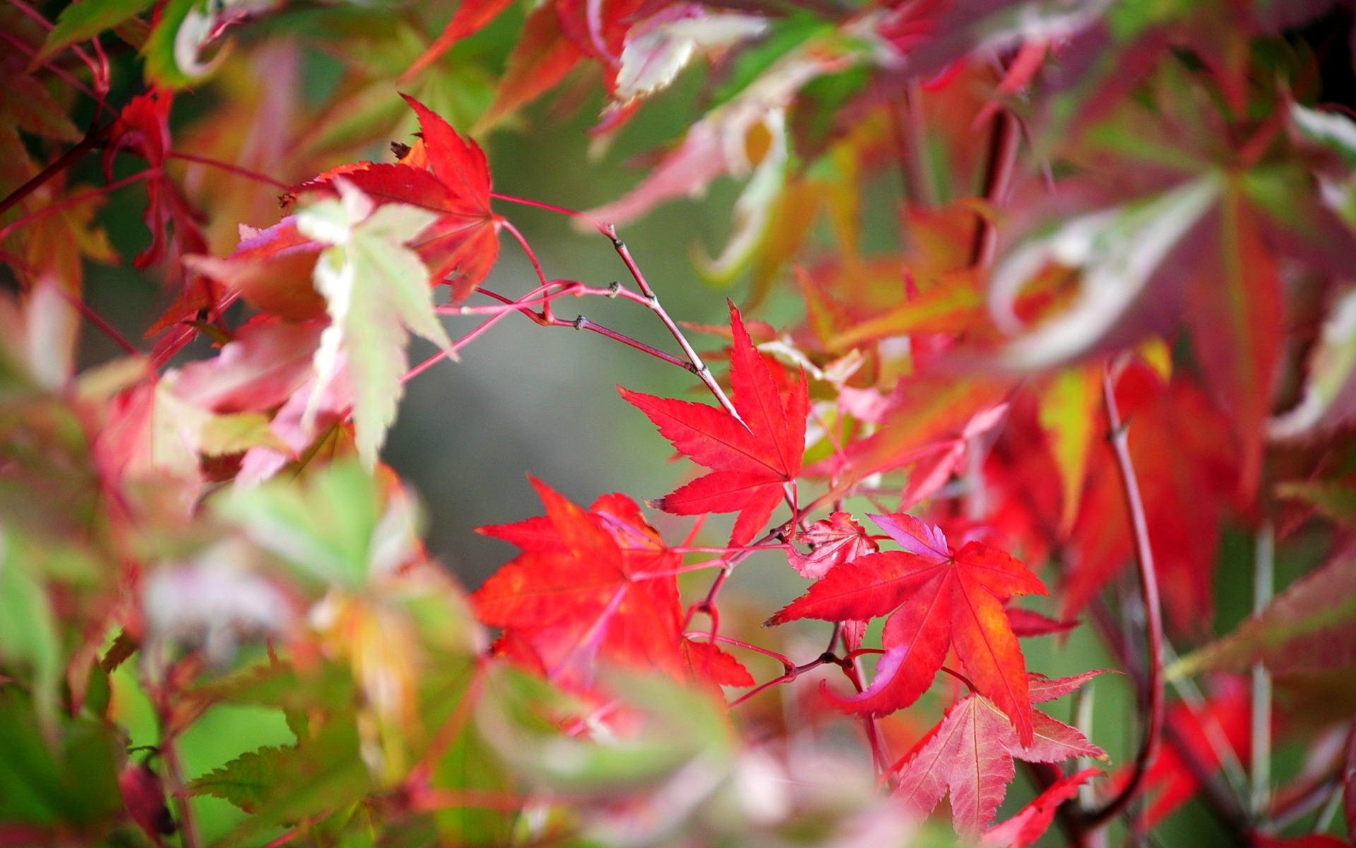 Wallpapers Nature Leaves - Foliage 