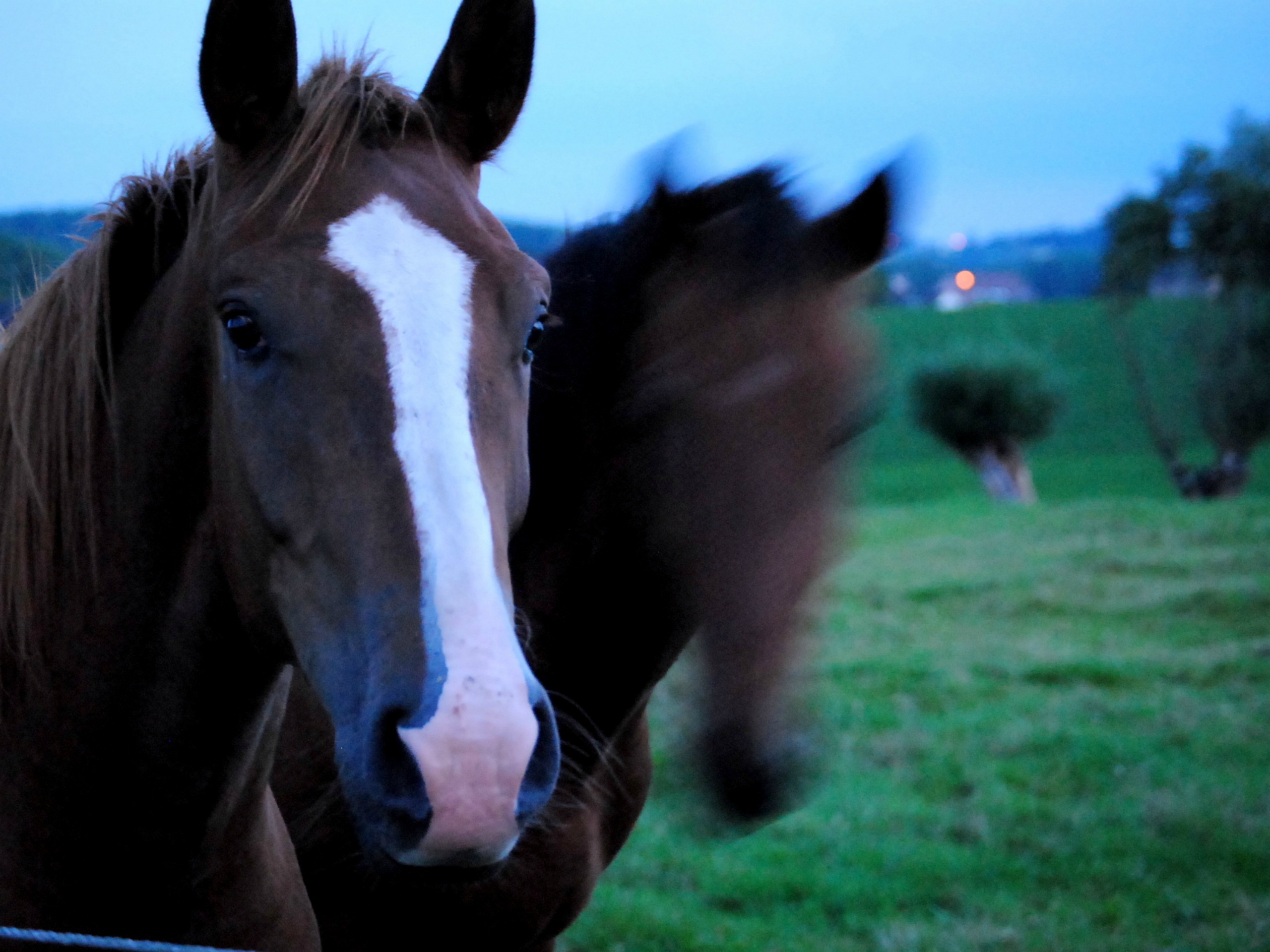 Fonds d'cran Animaux Chevaux 