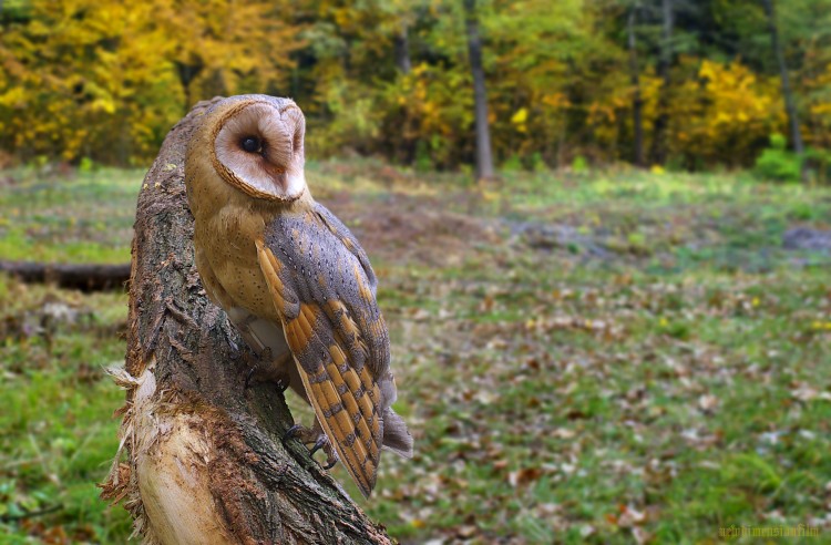 Fonds d'cran Animaux Oiseaux - Hiboux et Chouettes H