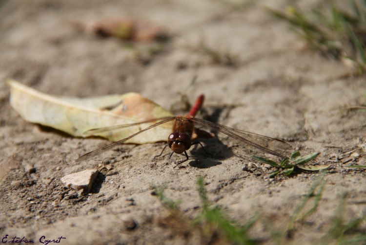 Fonds d'cran Animaux Insectes - Libellules Wallpaper N287979