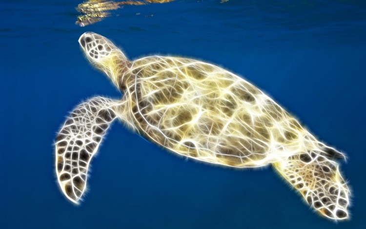 Wallpapers Digital Art Animals Tortue Lumineuse