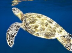 Wallpapers Digital Art Tortue Lumineuse