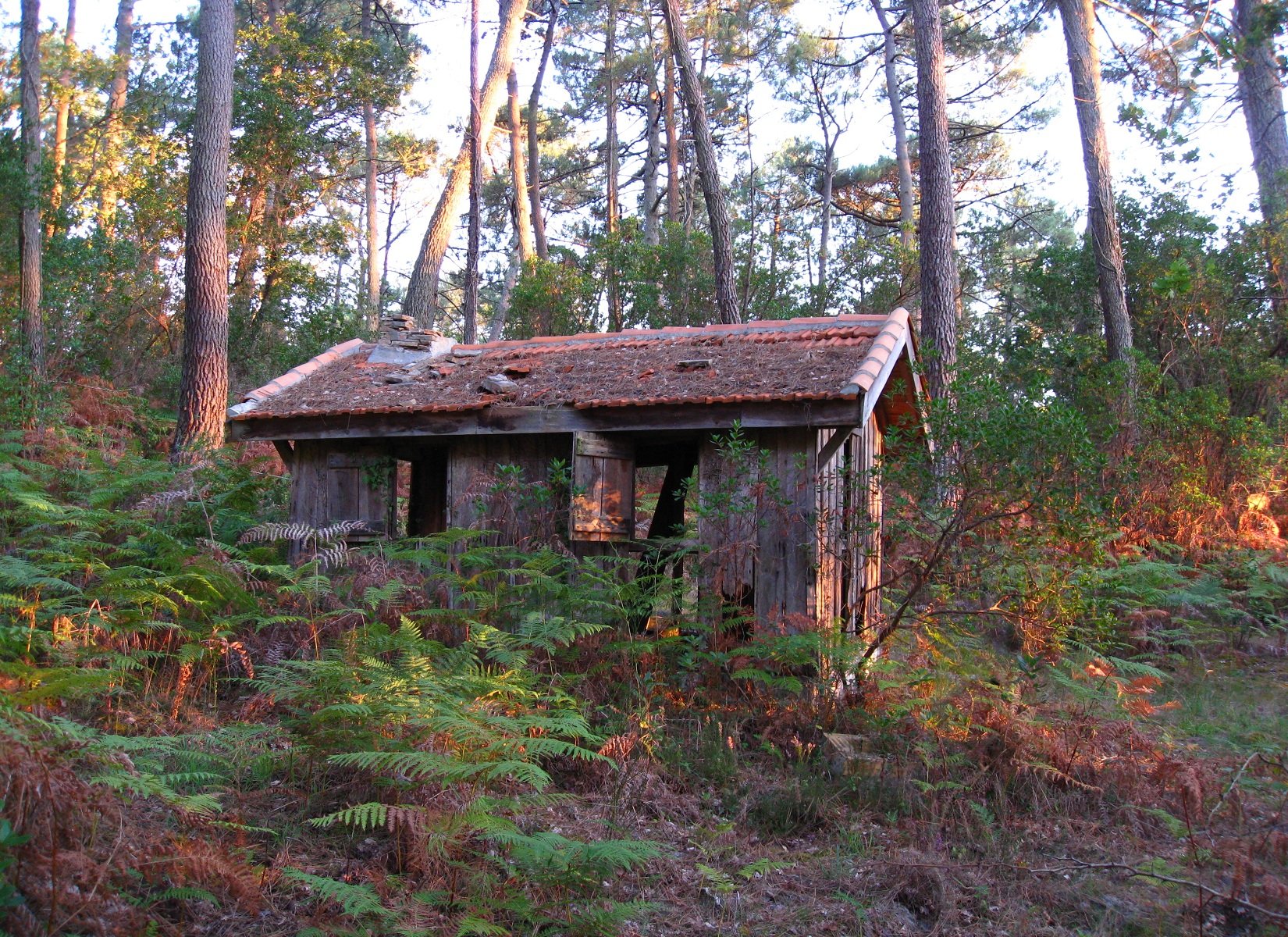 Fonds d'cran Nature Arbres - Forts Les Landes