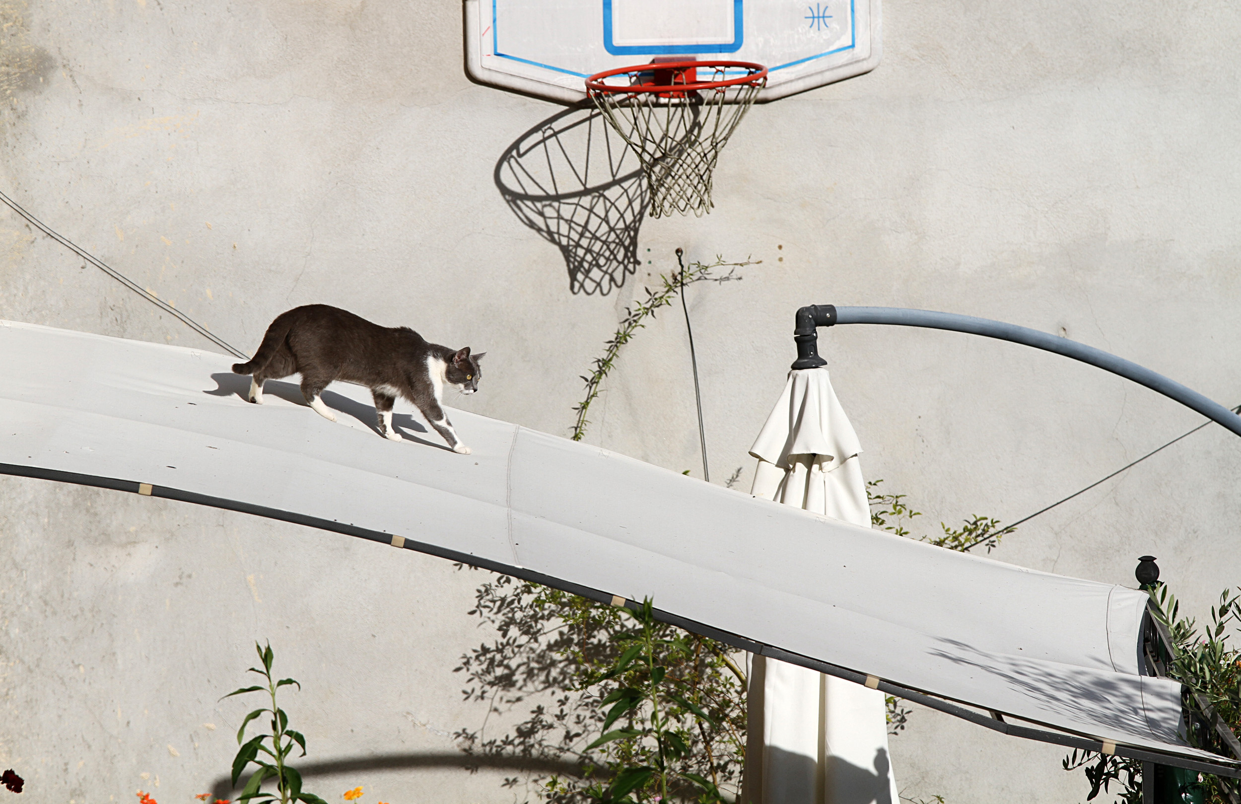 Fonds d'cran Animaux Chats - Chatons 