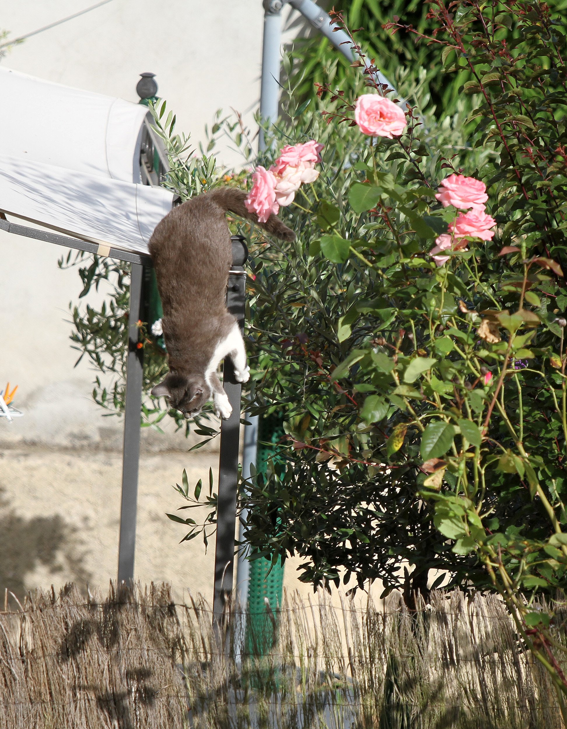 Fonds d'cran Animaux Chats - Chatons 