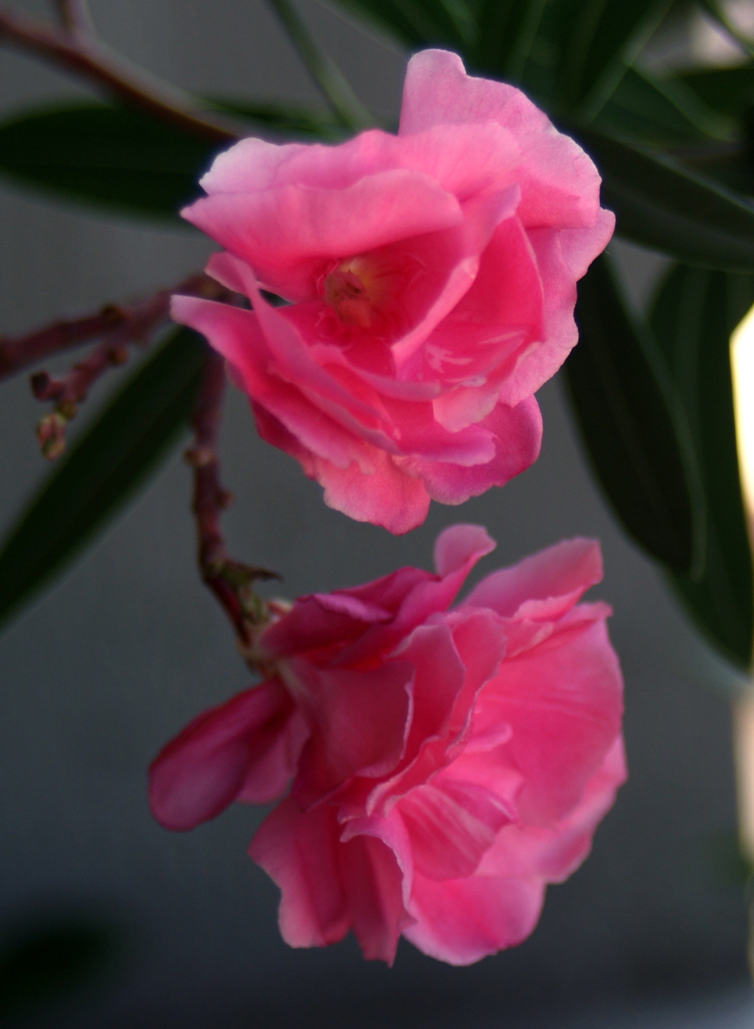 Fonds d'cran Nature Fleurs 