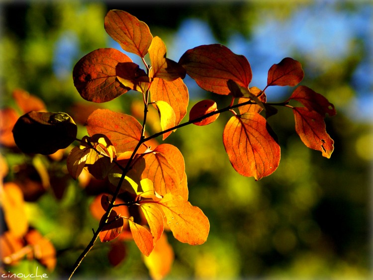 Wallpapers Nature Seasons - Fall couleurs d'automne