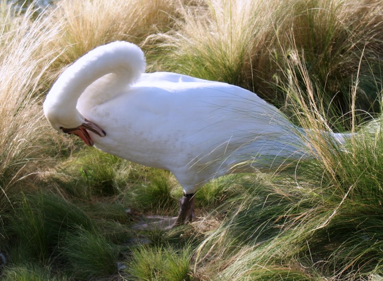 Wallpapers Animals Birds - Swans Wallpaper N288068