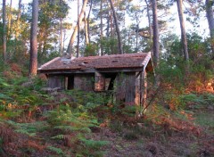 Fonds d'cran Nature Les Landes