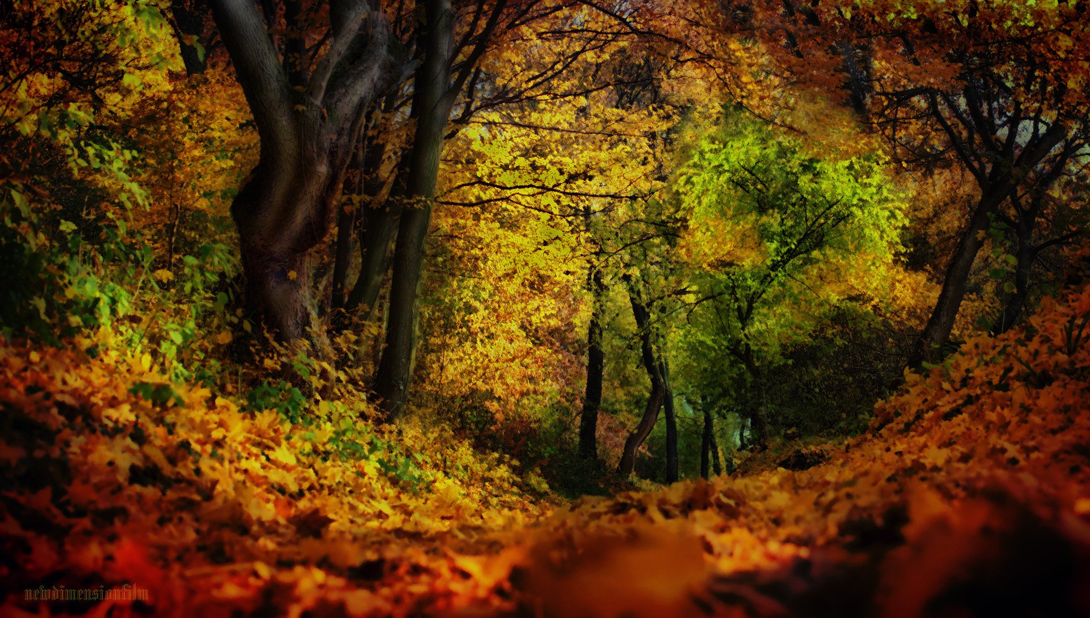 Wallpapers Digital Art Nature - Miscellaneous Impressions d'automne 2.