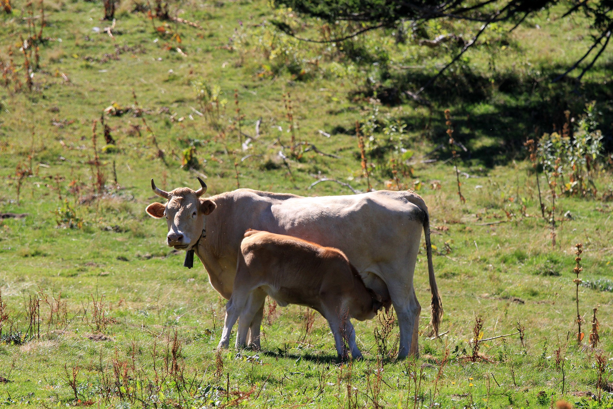 Fonds d'cran Animaux Vaches - Taureaux - Boeufs 