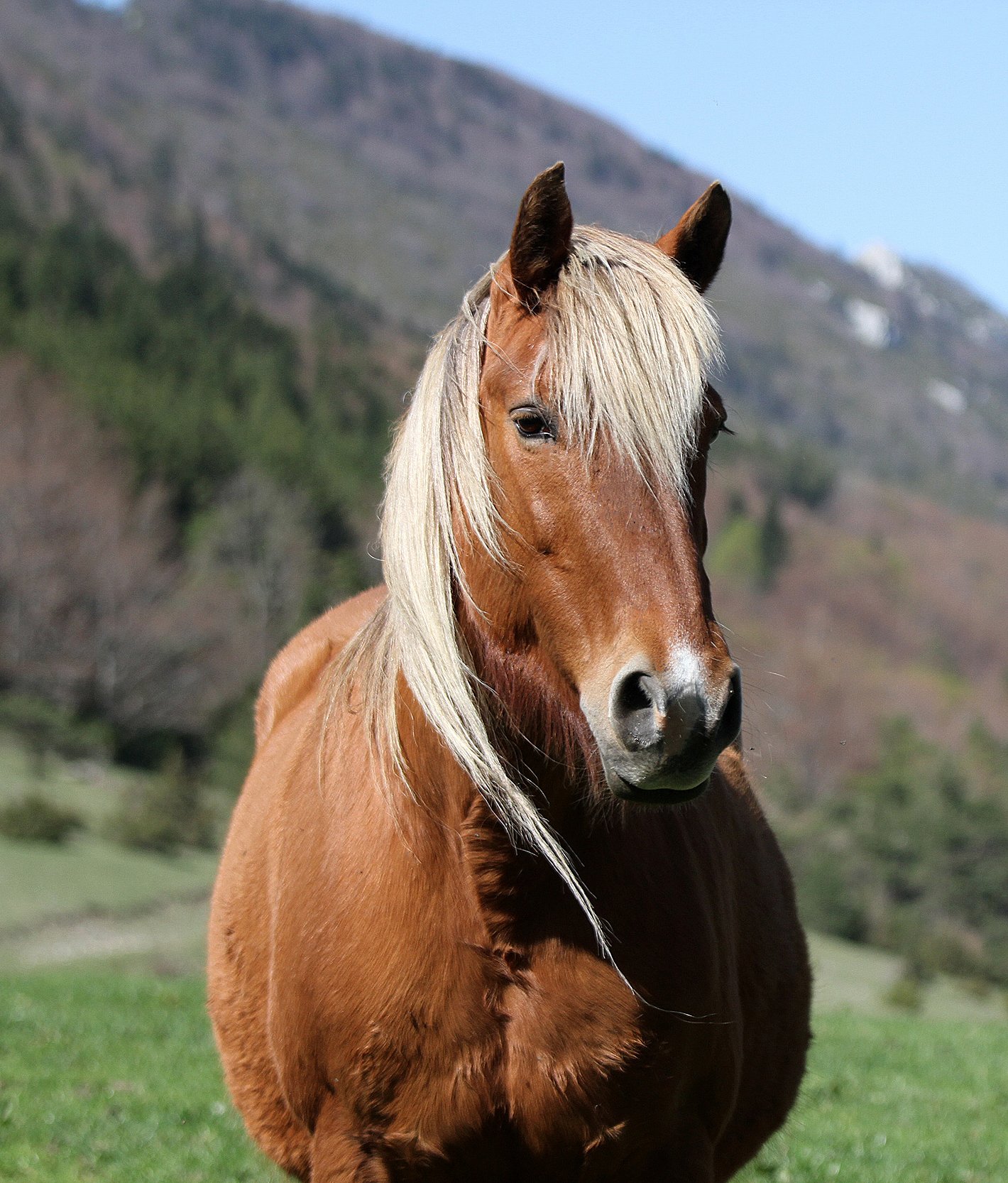 Wallpapers Animals Horses 