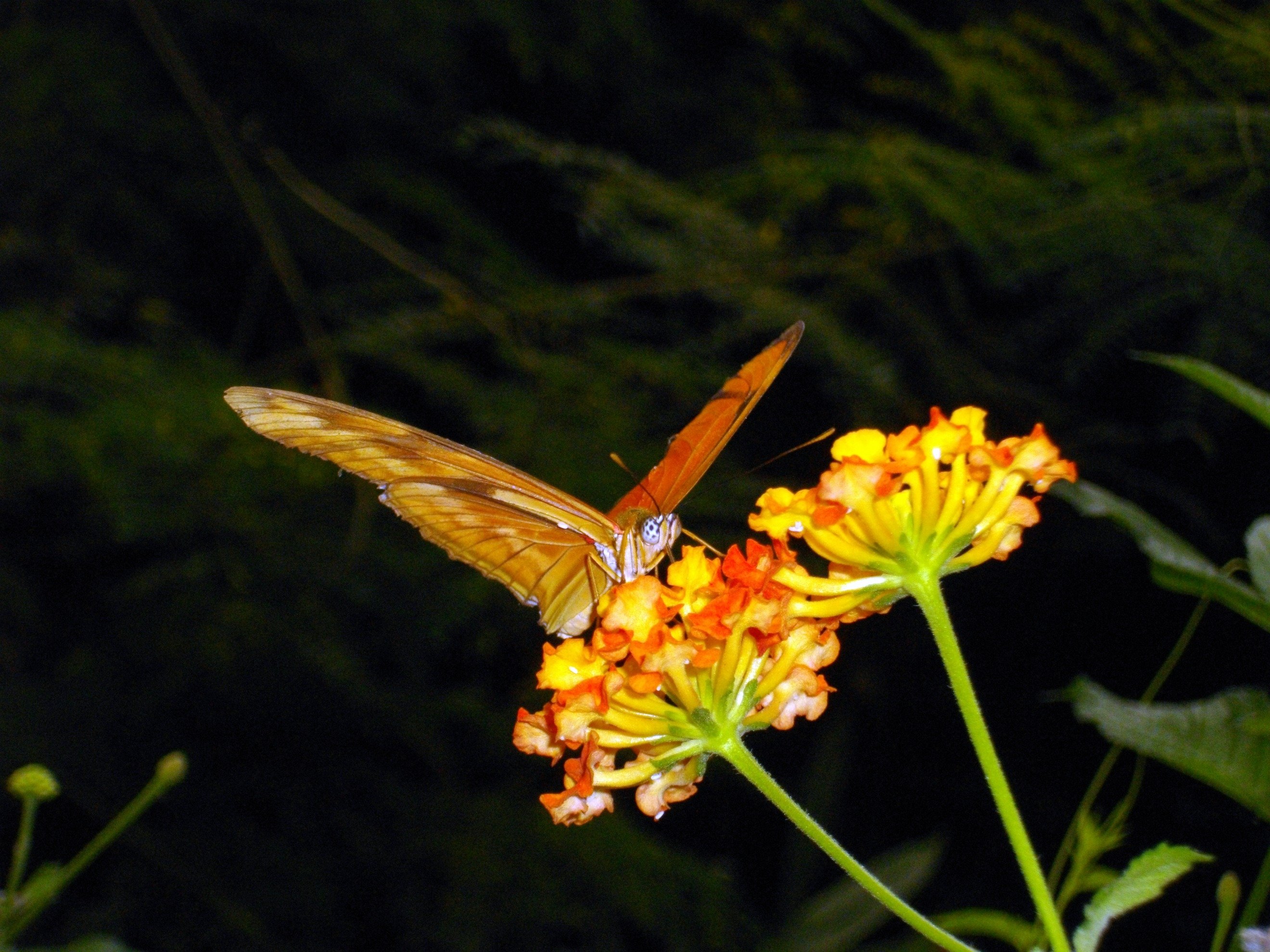 Fonds d'cran Animaux Insectes - Papillons butineur