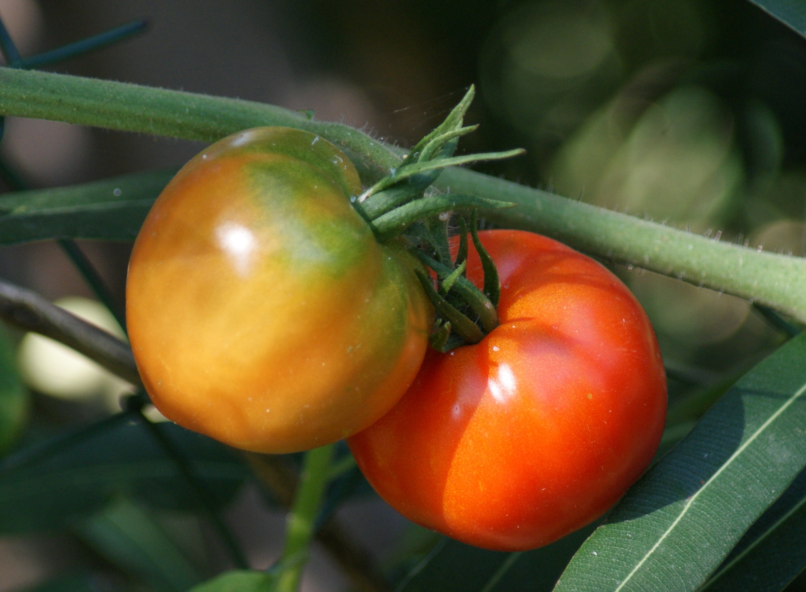 Fonds d'cran Nature Fruits 