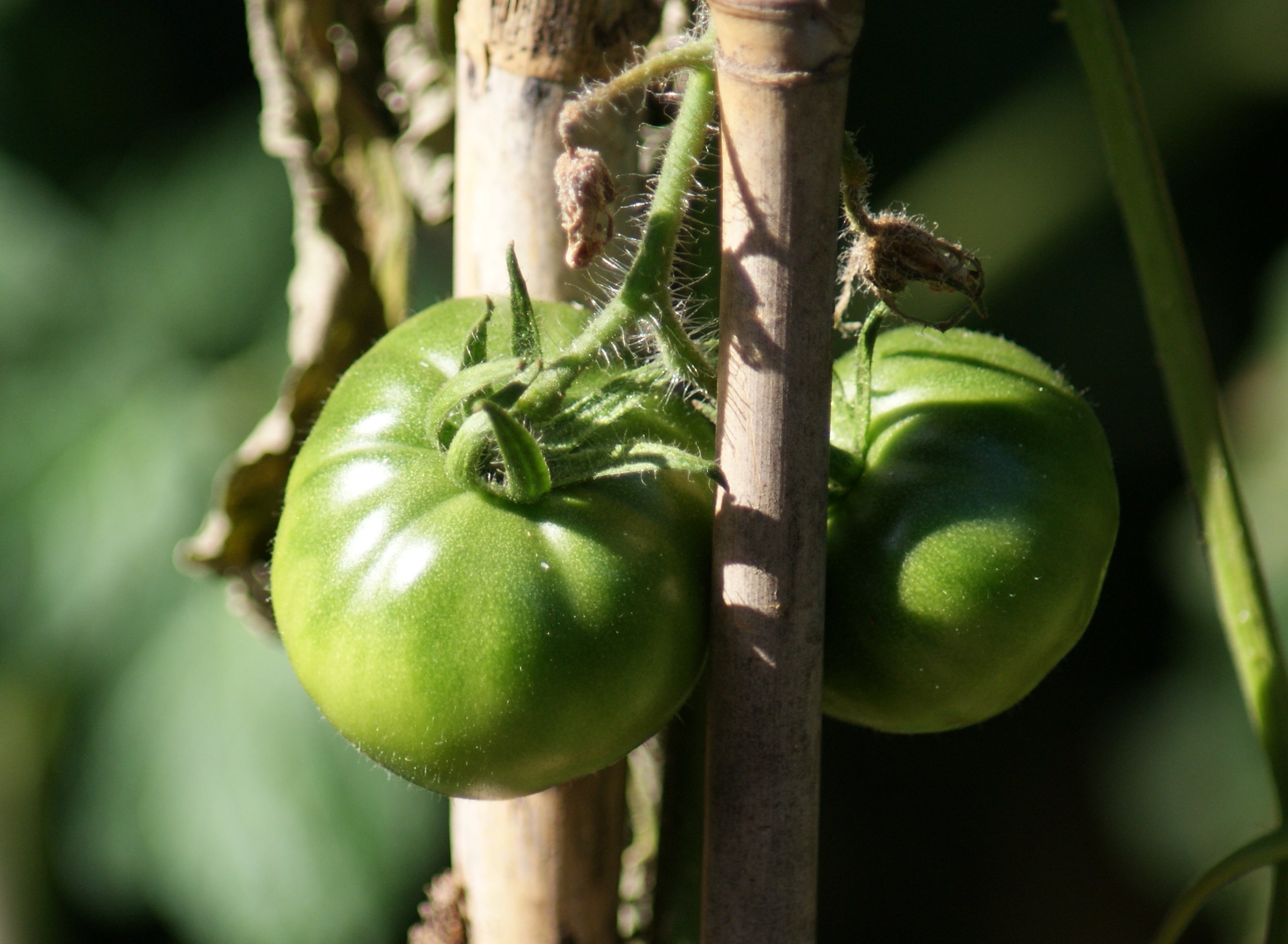 Wallpapers Nature Fruits 