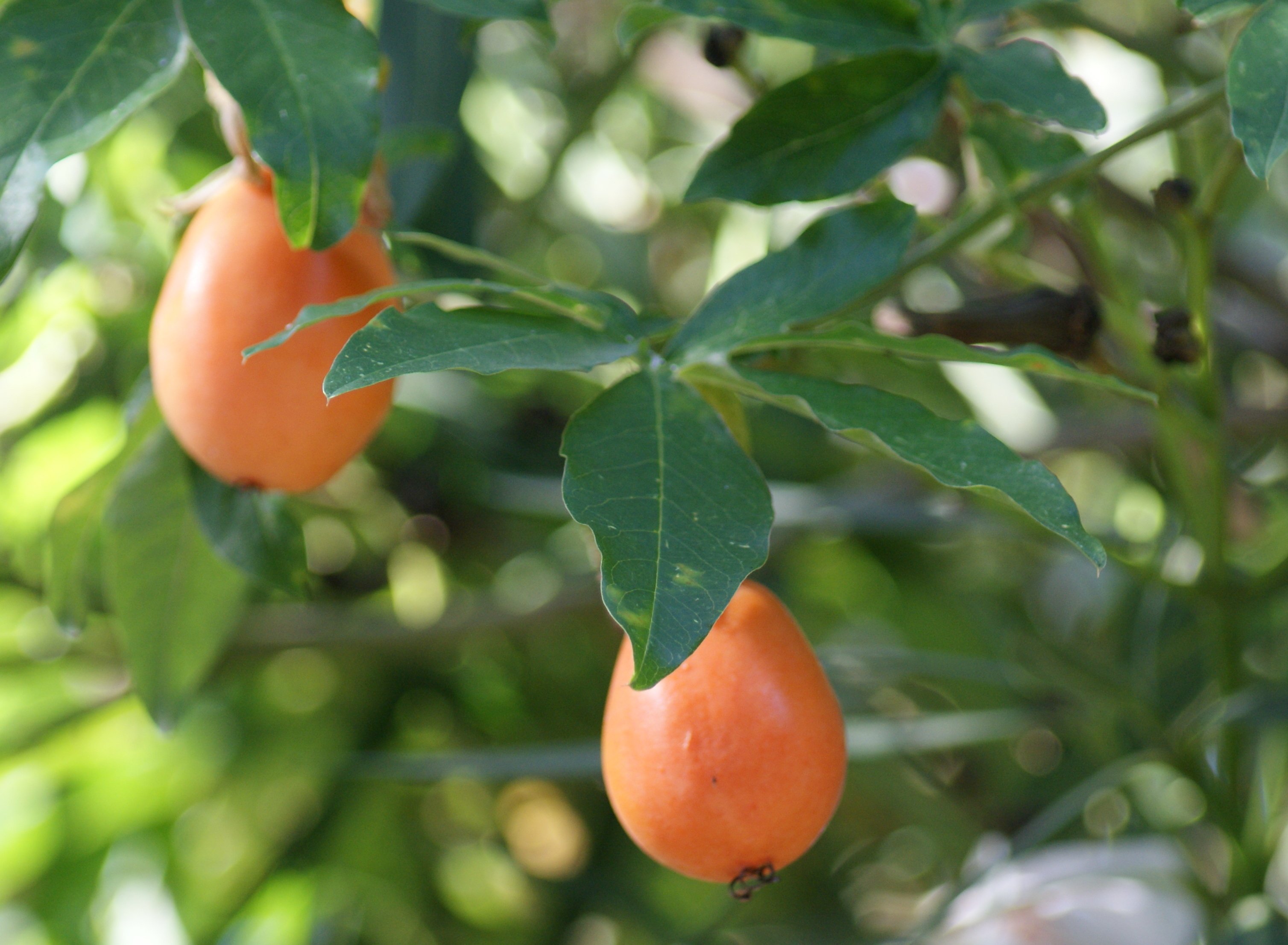 Wallpapers Nature Fruits 