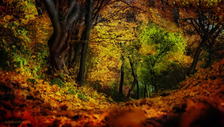 Wallpapers Digital Art Nature - Miscellaneous Impressions d'automne 2.