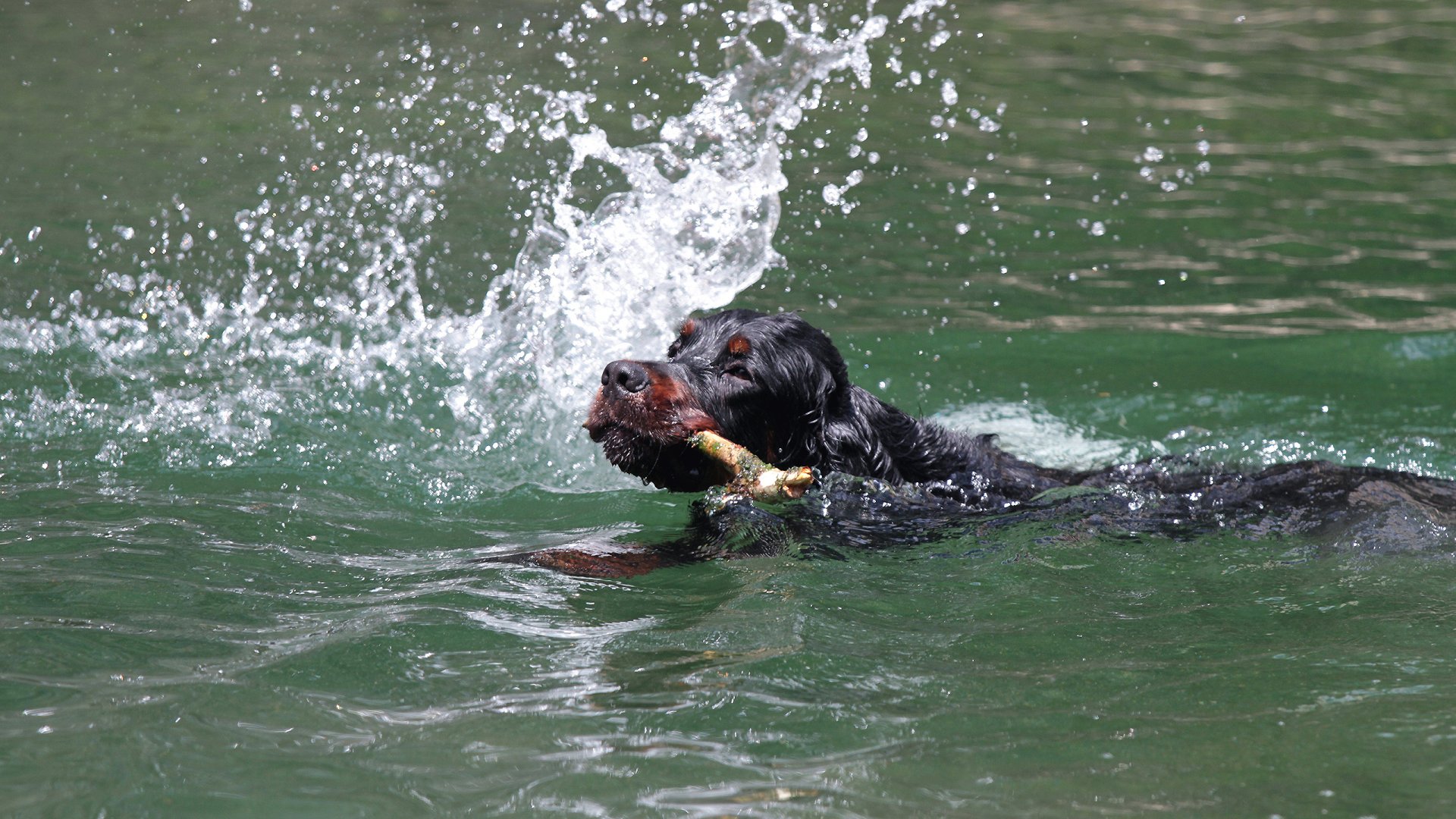 Fonds d'cran Animaux Chiens 