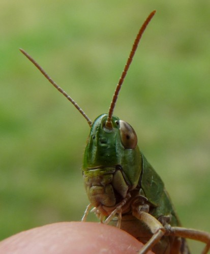 Wallpapers Animals Insects - Locusts criquet