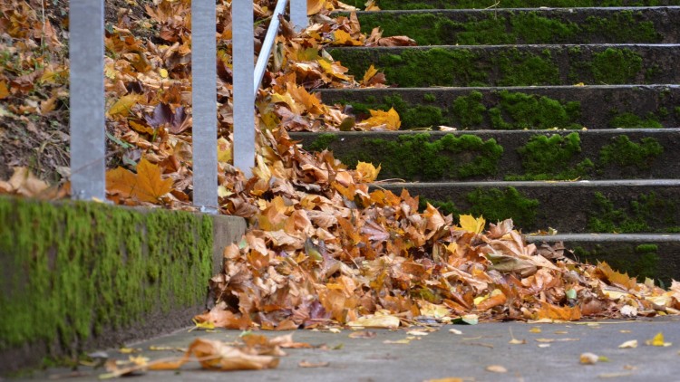 Fonds d'cran Nature Feuilles - Feuillages Automne.