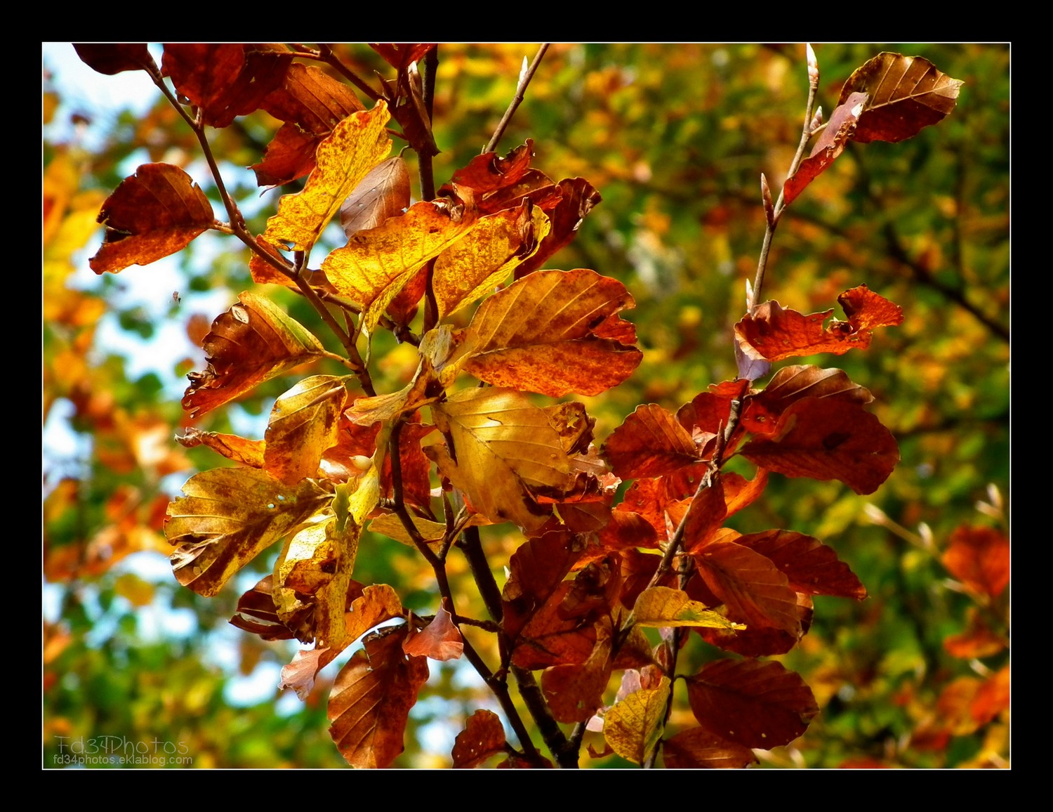 Fonds d'cran Nature Saisons - Automne 