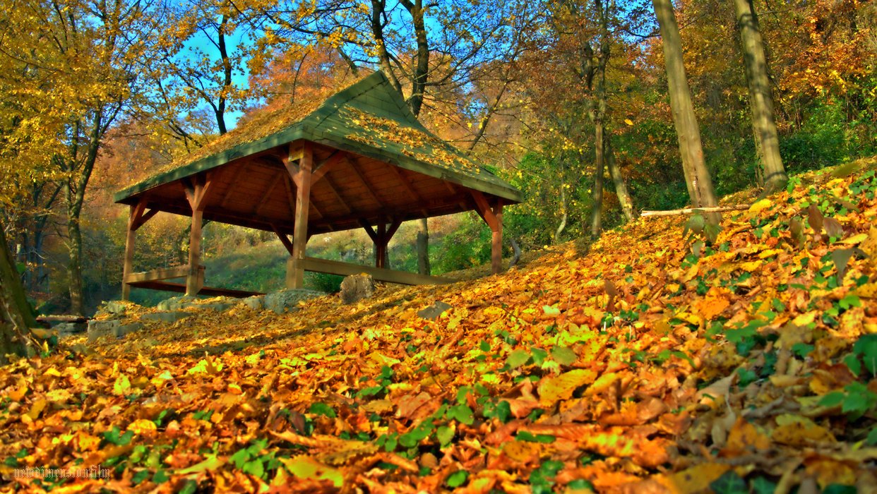 Fonds d'cran Nature Arbres - Forts Impressions d'automne 3.