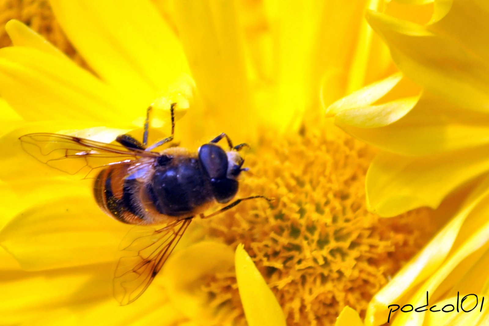 Fonds d'cran Animaux Insectes - Abeilles Gupes ... elle butine