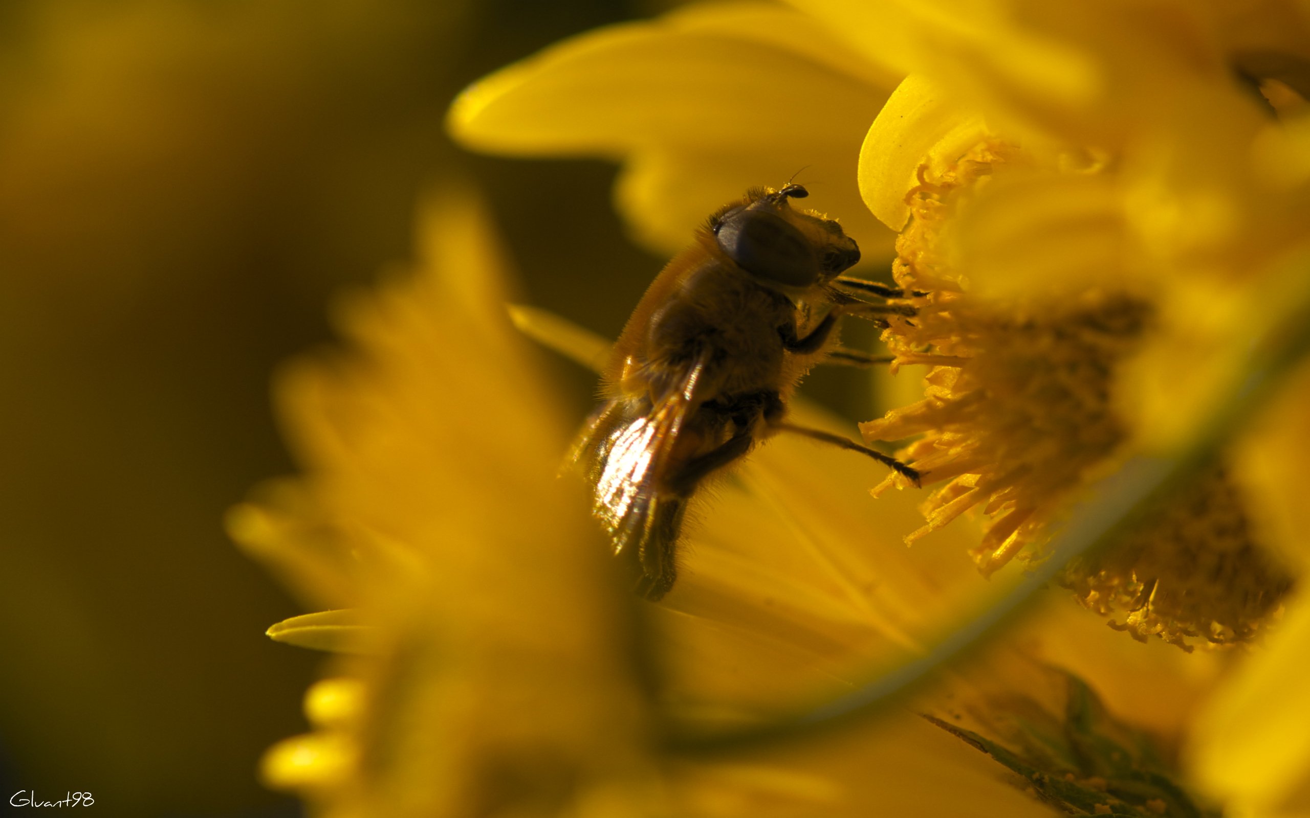 Fonds d'cran Animaux Insectes - Abeilles Gupes ... Ca bosse dur