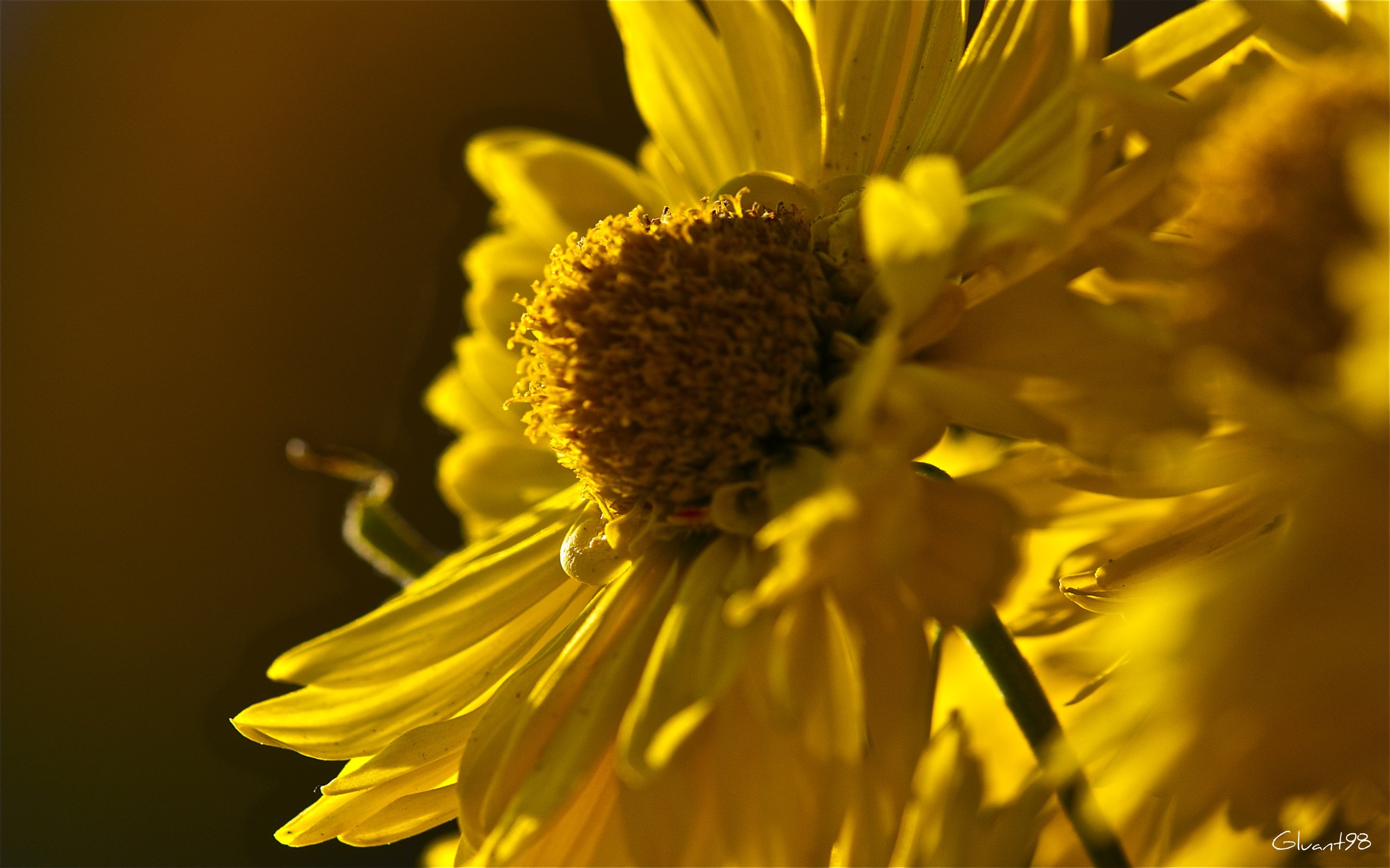 Fonds d'cran Nature Fleurs Fleur d'automne