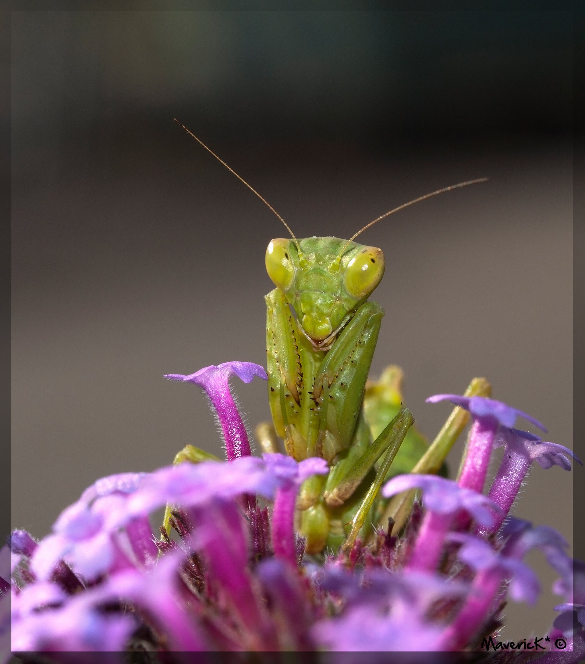 Fonds d'cran Animaux Insectes - Mantes religieuses Mante religieuse