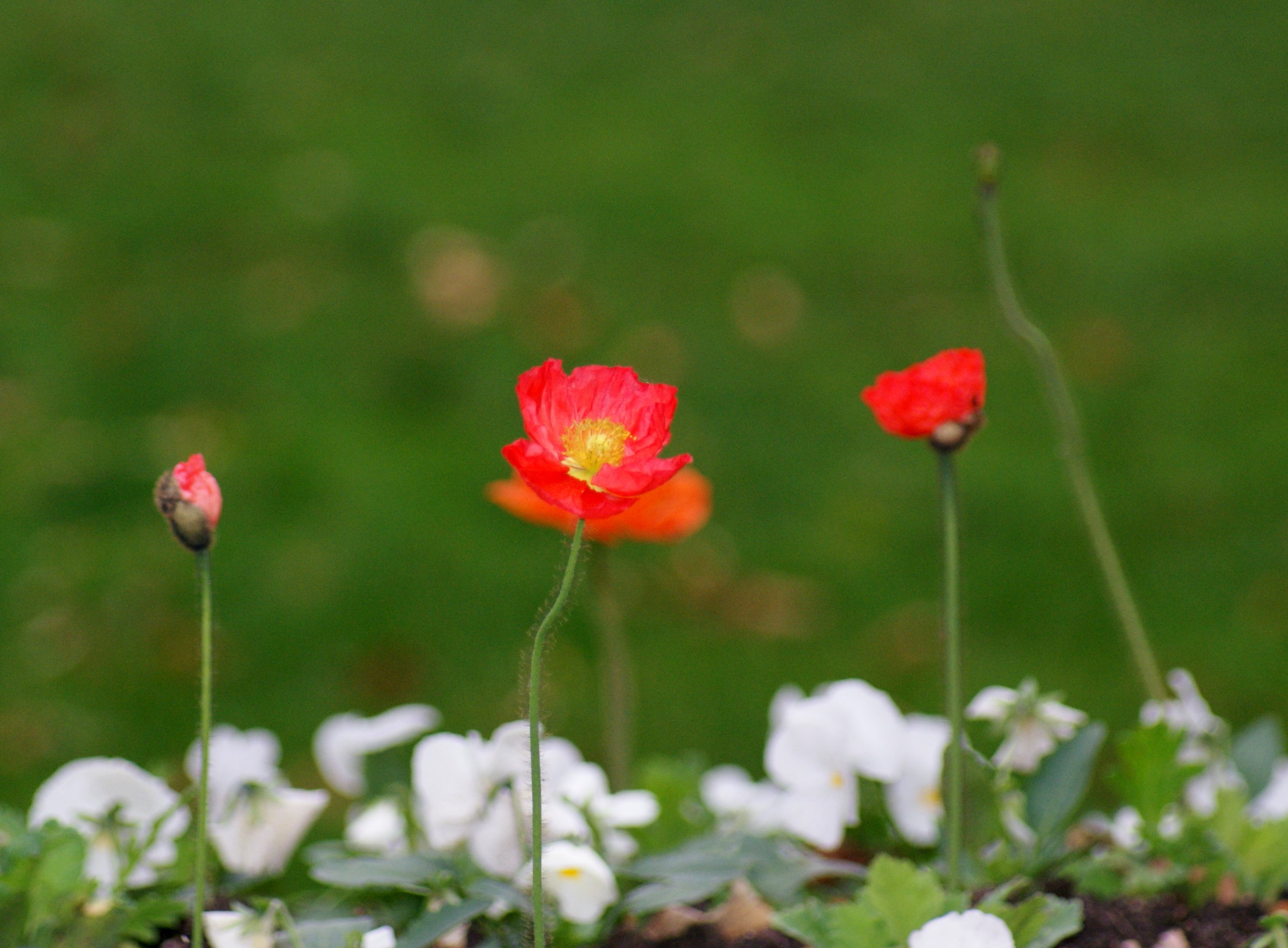 Wallpapers Nature Flowers 