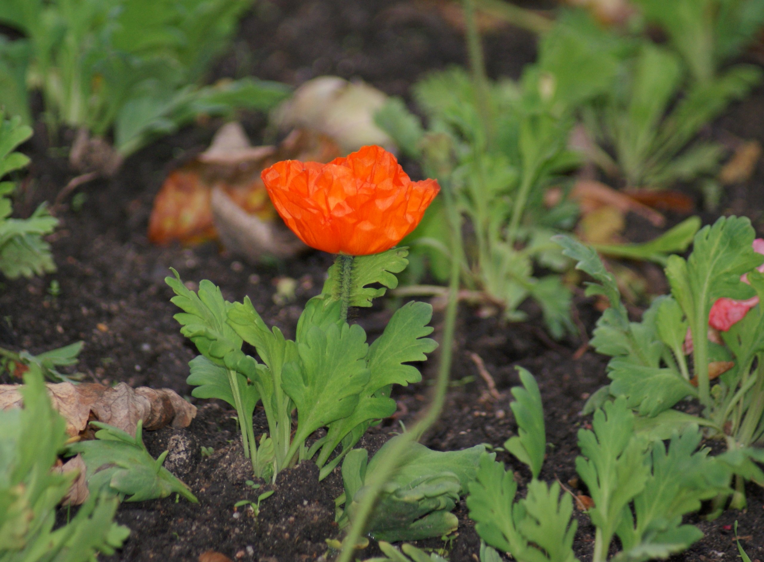 Fonds d'cran Nature Fleurs 