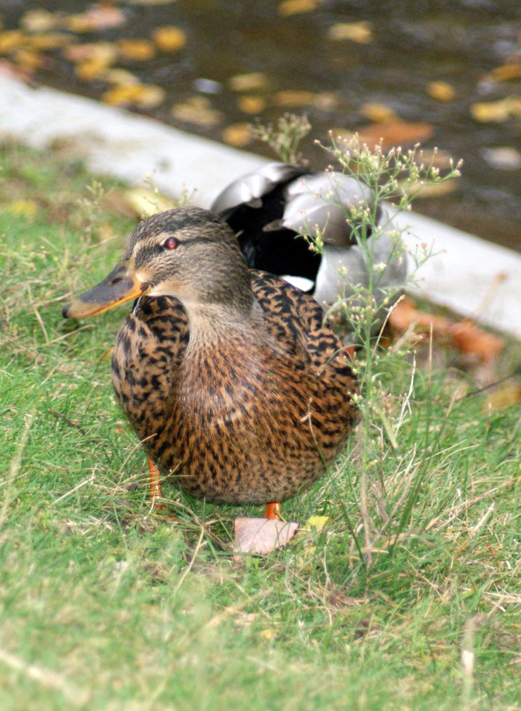 Fonds d'cran Animaux Oiseaux - Canards 