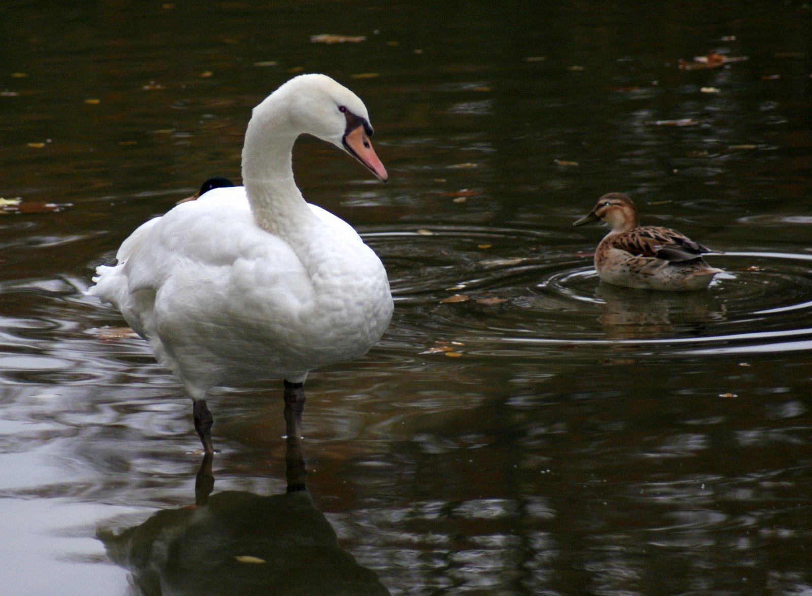 Fonds d'cran Animaux Oiseaux - Canards 