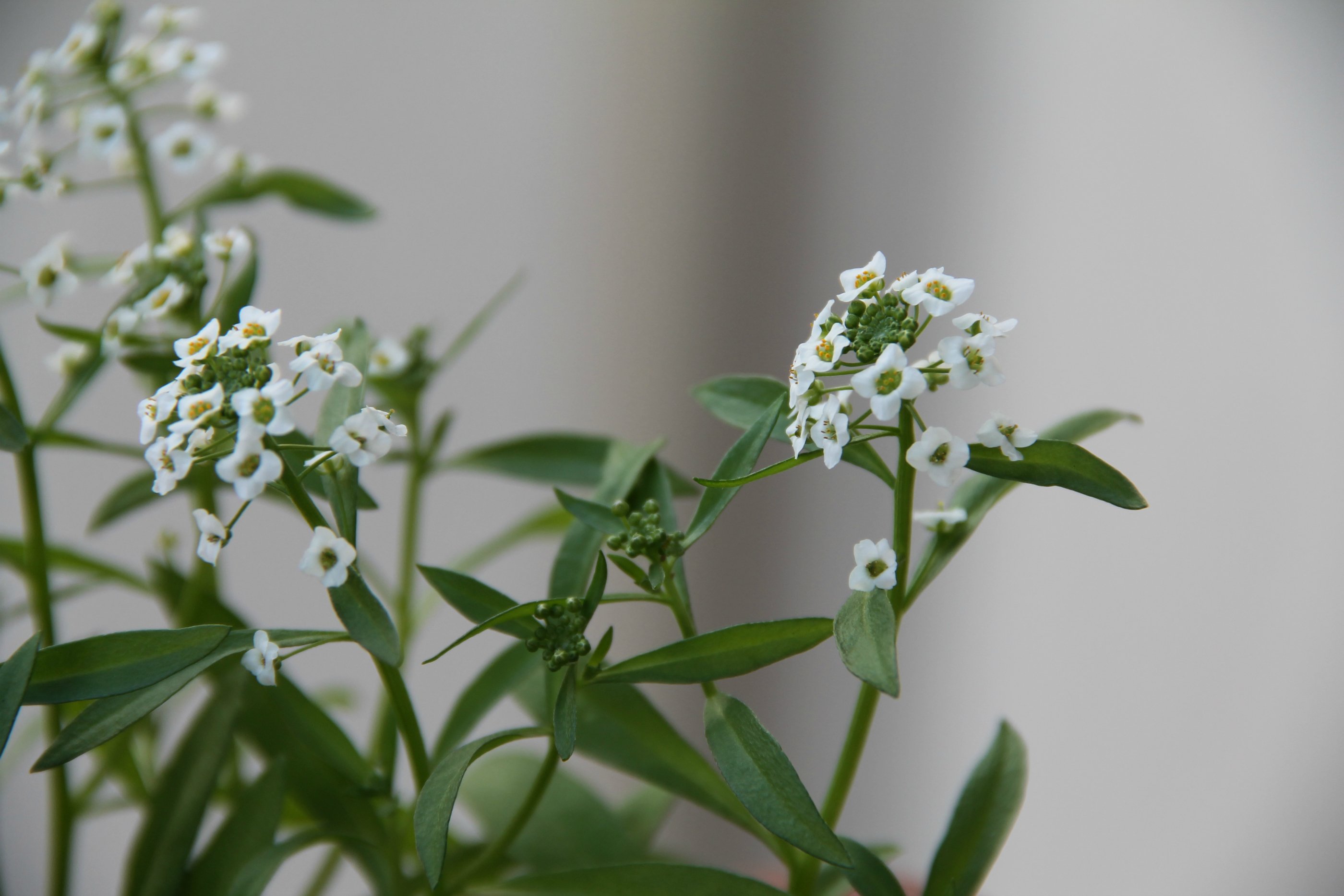 Fonds d'cran Nature Fleurs 