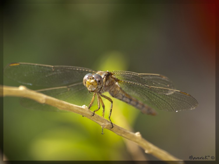 Wallpapers Animals Insects - Dragonflies Libellule V