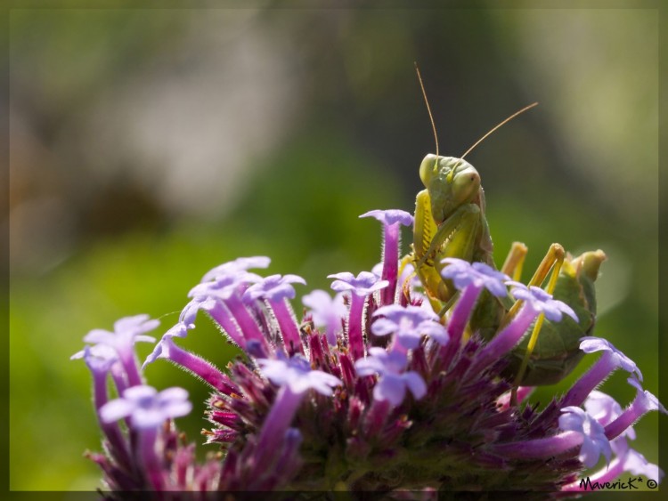 Fonds d'cran Animaux Insectes - Mantes religieuses Mante religieuse 3