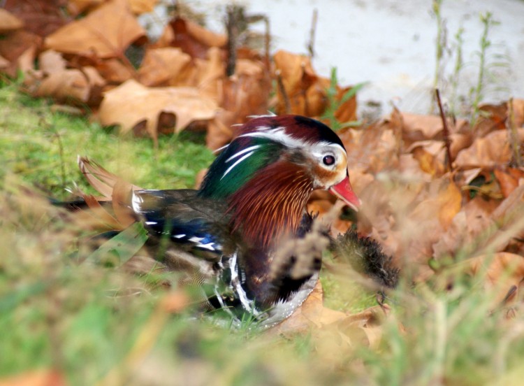 Fonds d'cran Animaux Oiseaux - Canards Wallpaper N288266